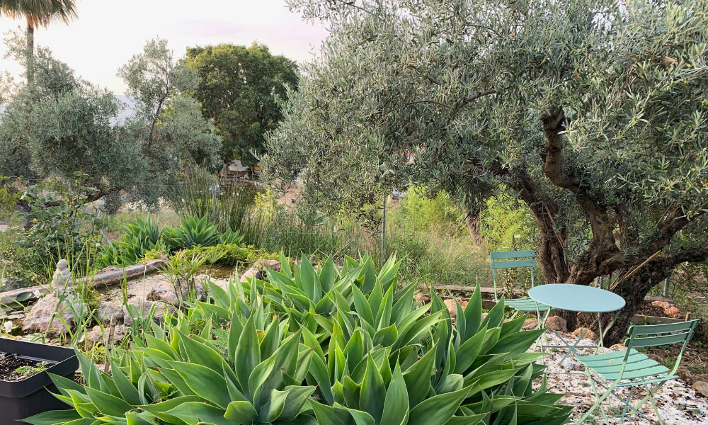 Tubach's morning coffee spot by the ponds and olive tree.