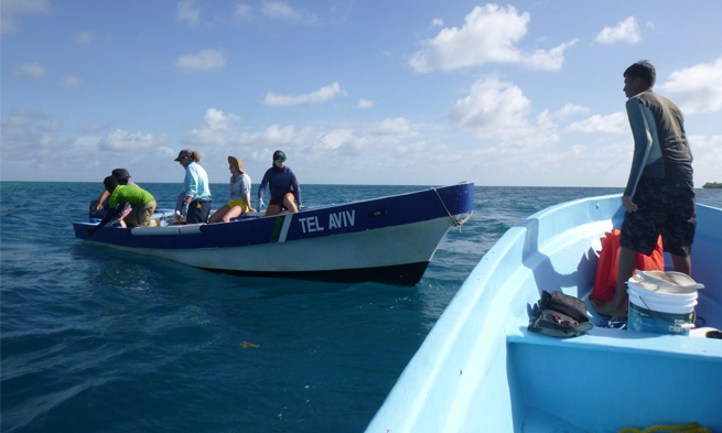 Tubach Shark Conservation Belize