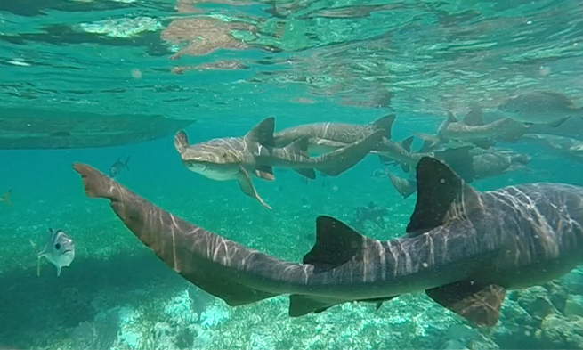 Tubach Swimming with Sharks Belize