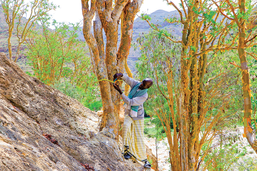 A man stands on a steep rocky hillside tying a yellow cord around a frankincense tree.