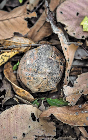 An old weathered sphere of a cluster submunition hidden on the ground by fallen leaves.