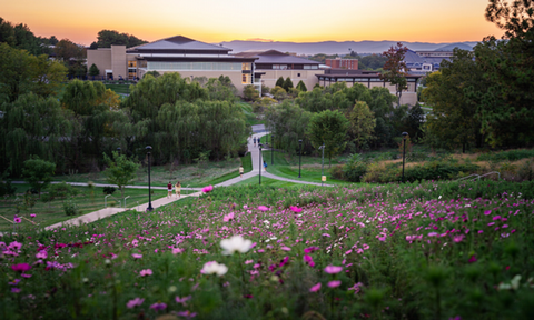 Hillside with wildflowers on a college campus