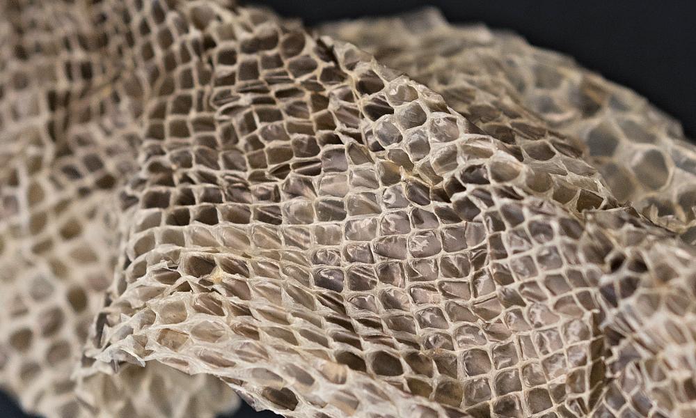 Shed python skins with distinctive pattern