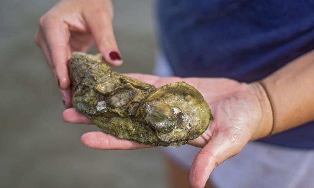 Oyster Close-up