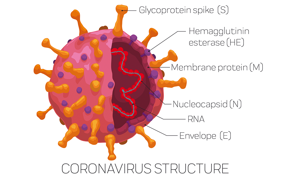 Coronavirus-structure