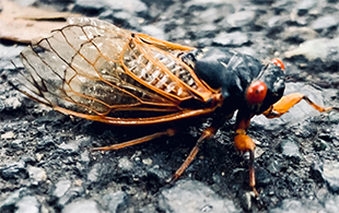 2021 cicada by Dana Moseley
