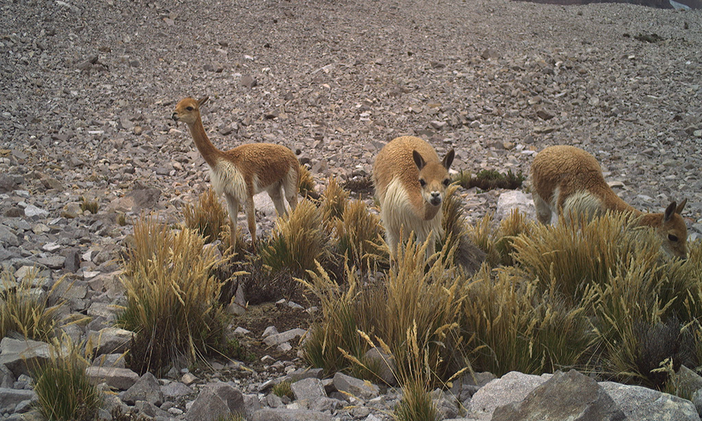 vicunas-lede