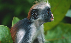 cameroon field trip monkey