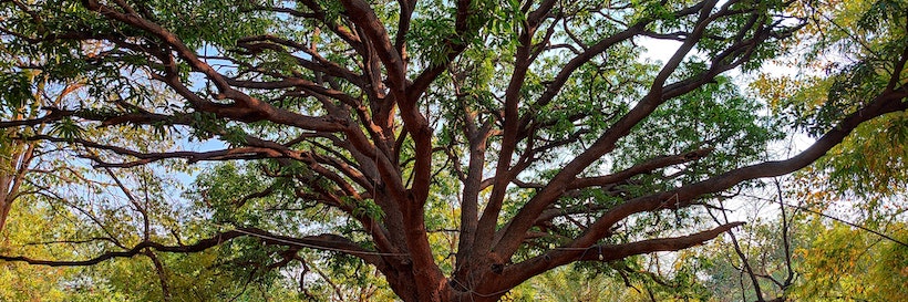 STEM Center Experience: Arboriculture: The Study of Trees in Our Path 