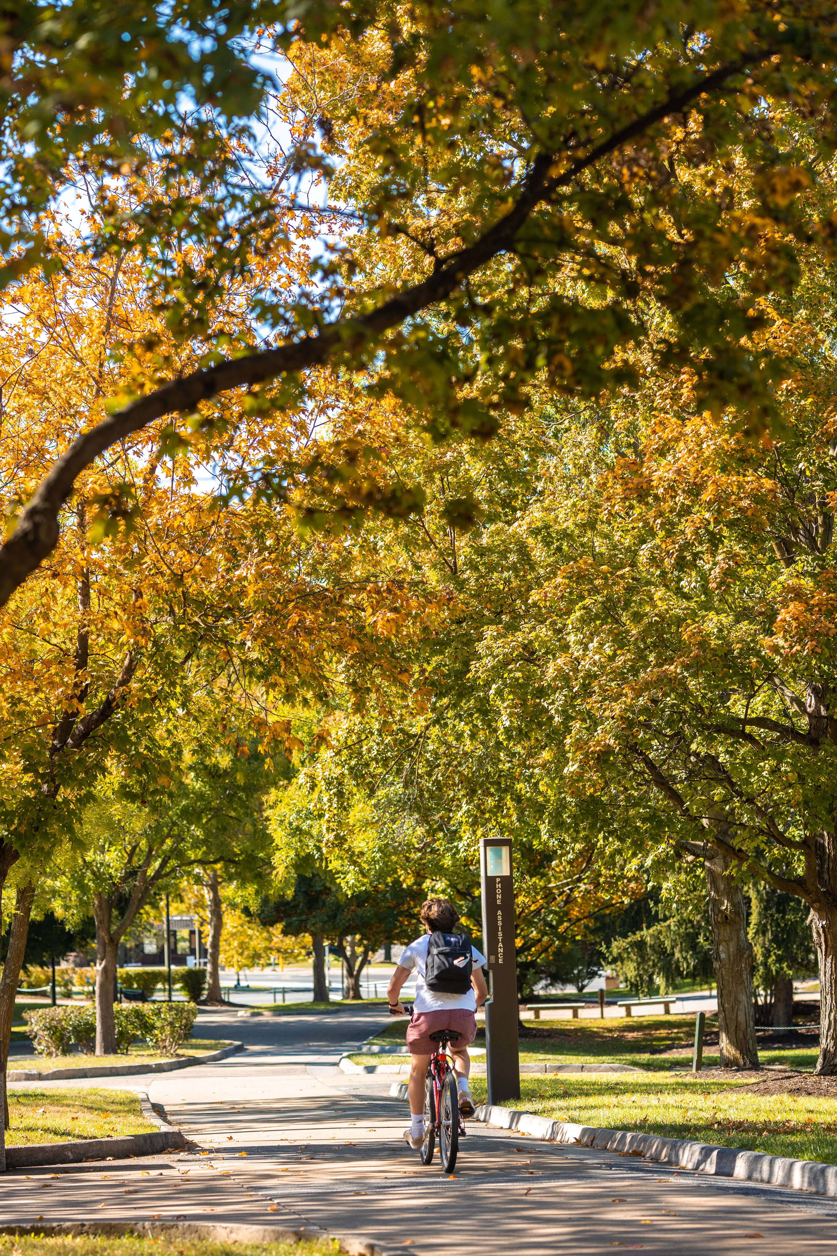 student riding bike on tree-lined campus path