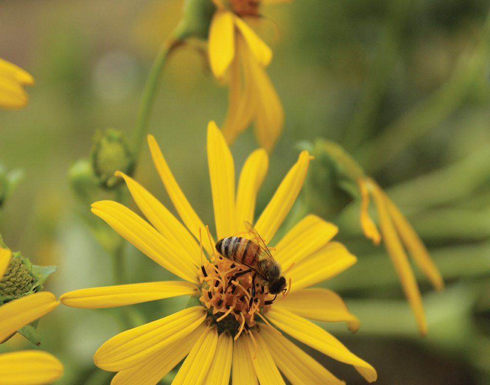 Bee collecting nectar from a yellow wildflower.