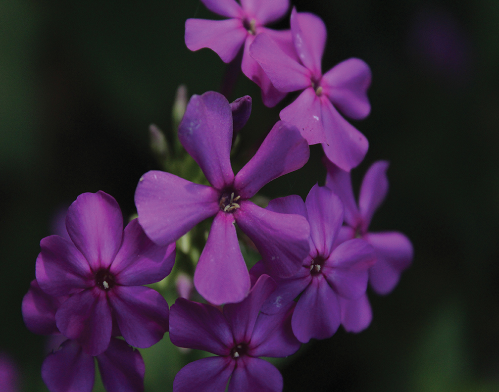 A close-up of vibrant purple flowers with delicate petals against a dark background.