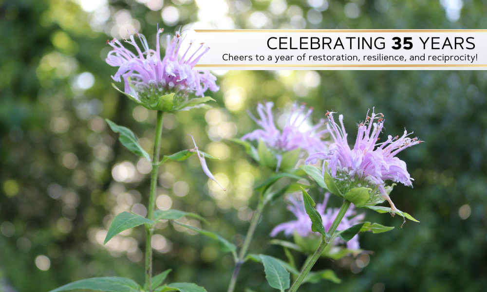 Close up of monarda flowers with banner celebrating 35 years