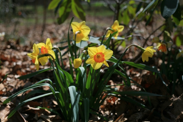 daffodil_1.png