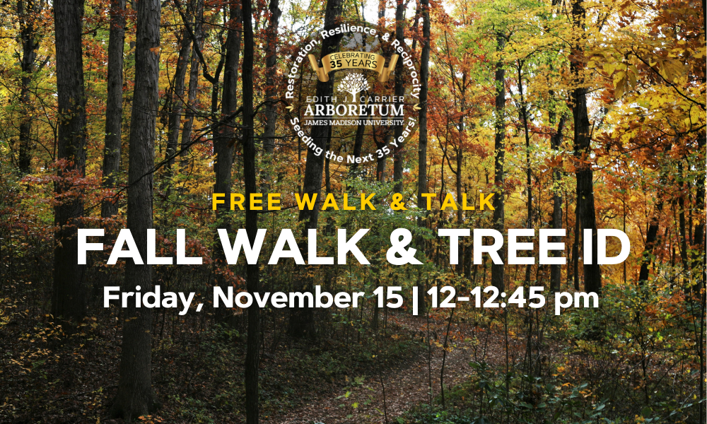 flyer for free fall walk and tree identification