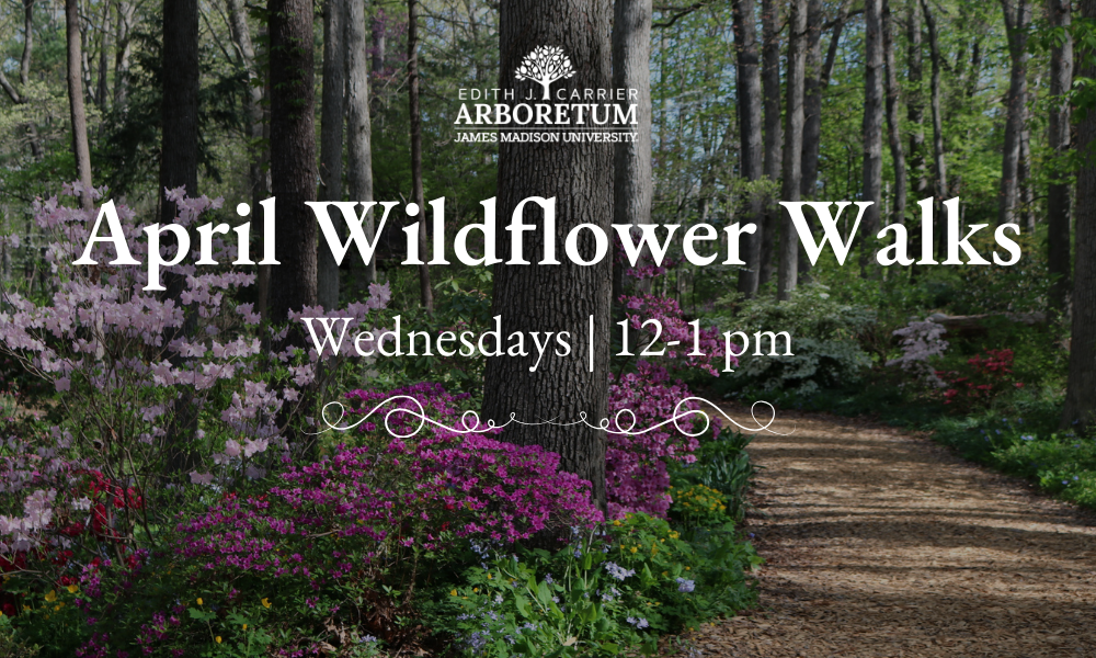 Promotional flyer for April Wildflower Walks at the Arboretum every Wednesday at 12 pm