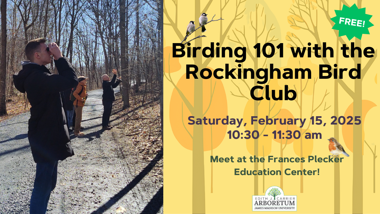 Promotional graphic for a free "Birding 101" event hosted by the Rockingham Bird Club, featuring people birdwatching in a forest setting.