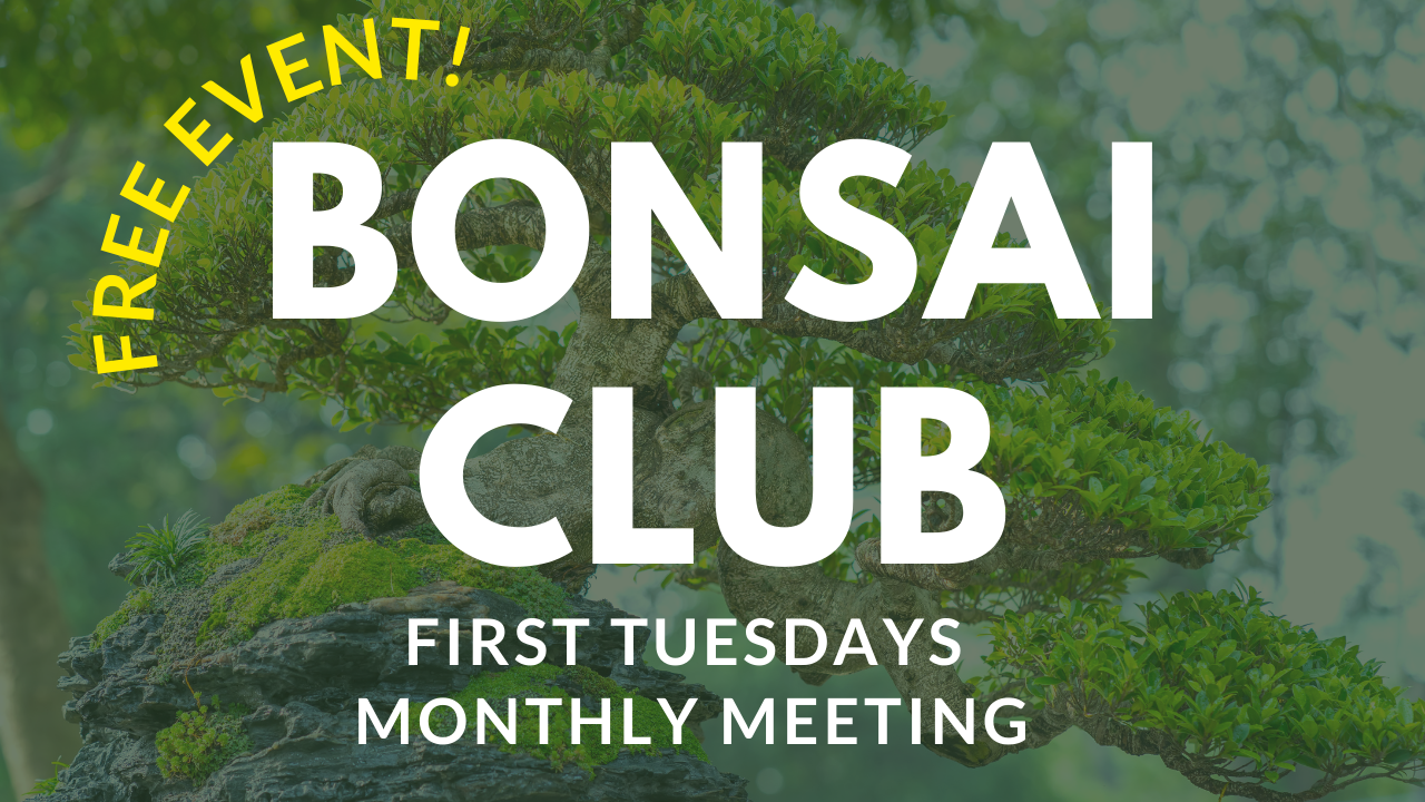 flyer for bonsai club meetings