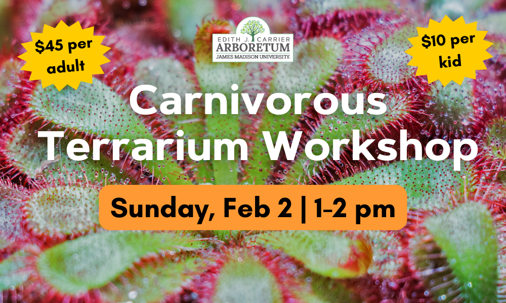 flyer for terrarium workshop on carnivorous plants