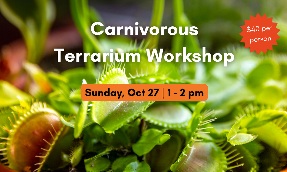 background image is a close up of venus fly traps with text that announce the carnivorous terrarium workshop on October 27