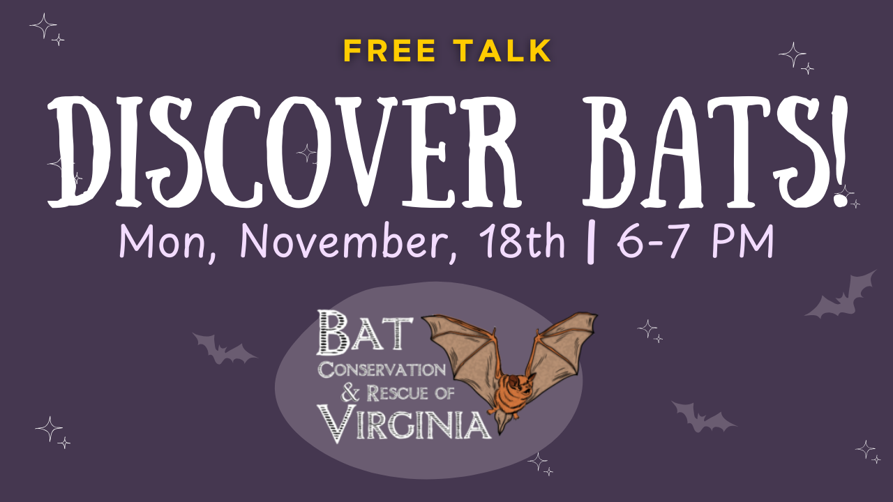 flyer for talk on bats