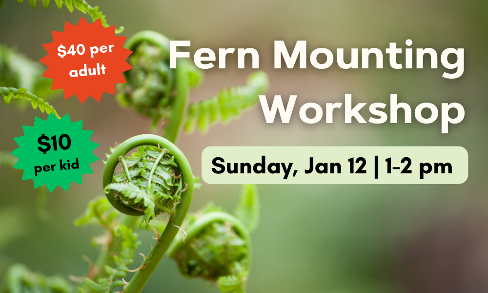 flyer for fern mounting workshop with Bonfire Botany