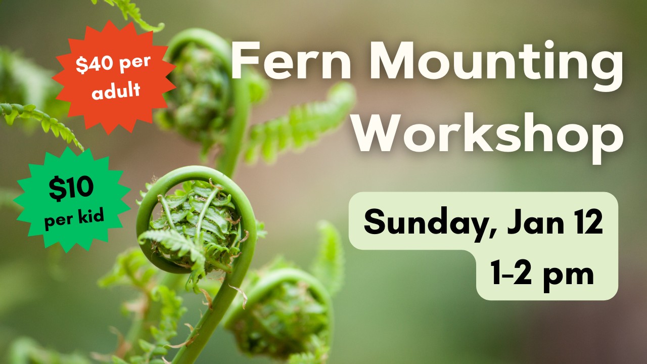 flyer for fern mounting workshop