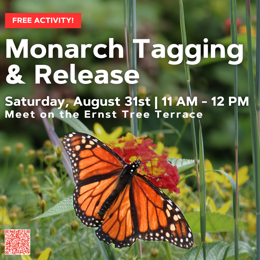 flyer for monarch tagging event on August 31