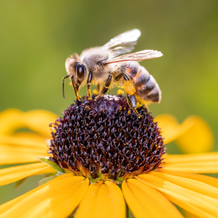 honeybee on coneflower