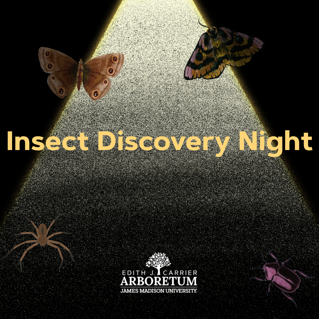 Insect Discovery Night