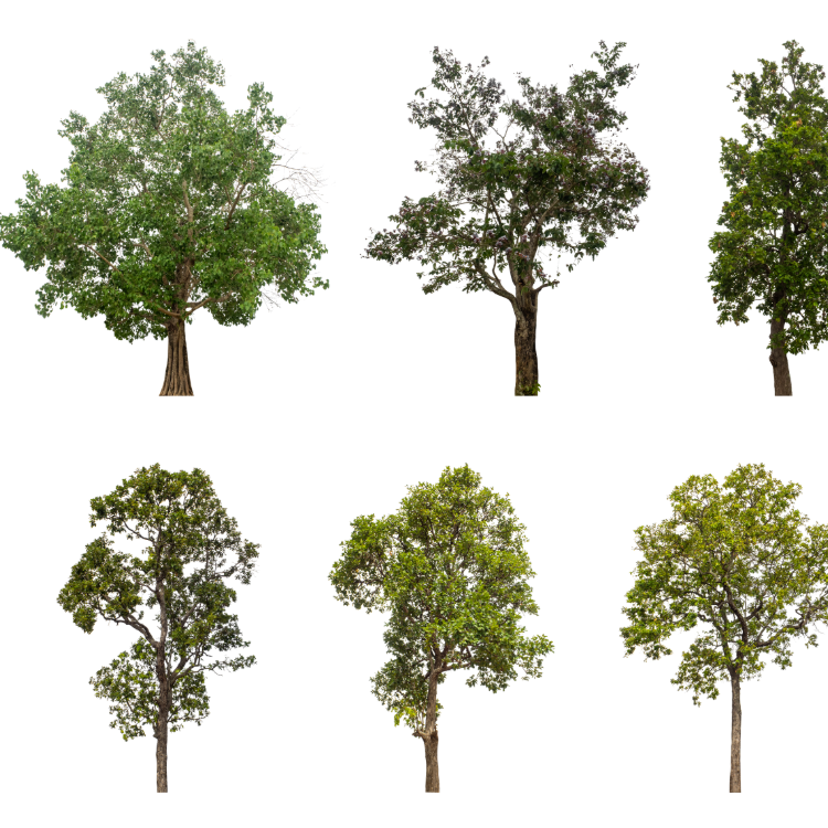 Tree ID Dichotomous Key Walk Promo