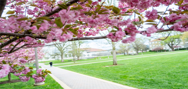 Spring blossoms on campus