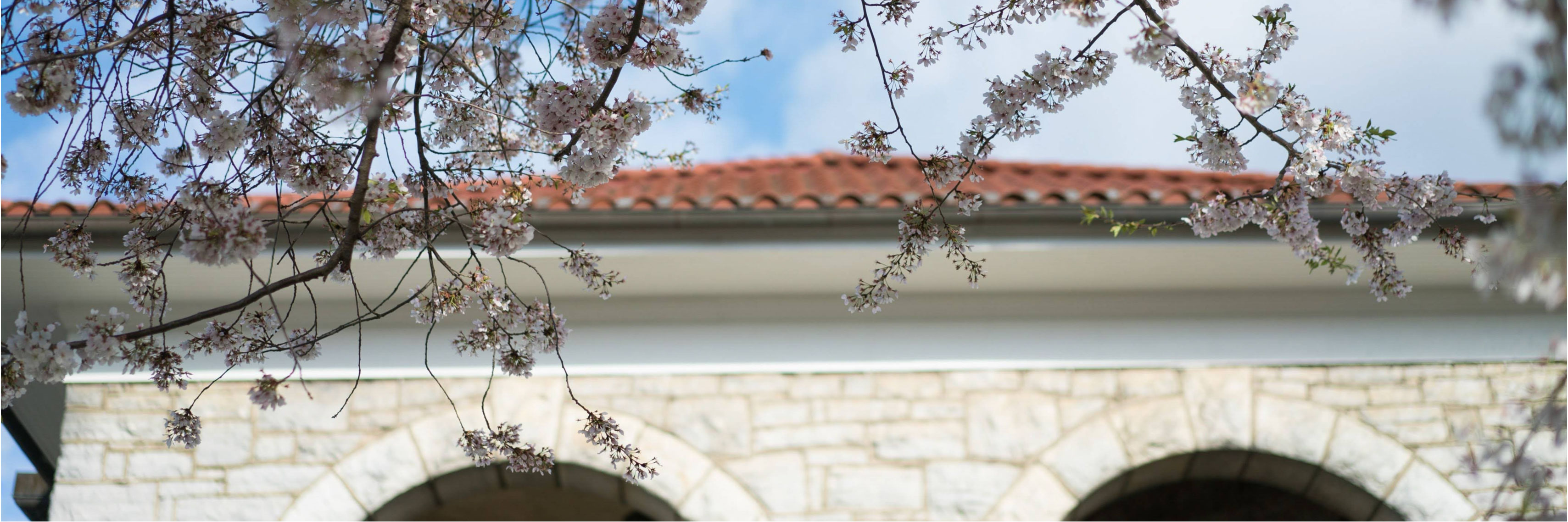 Springtime blossoms