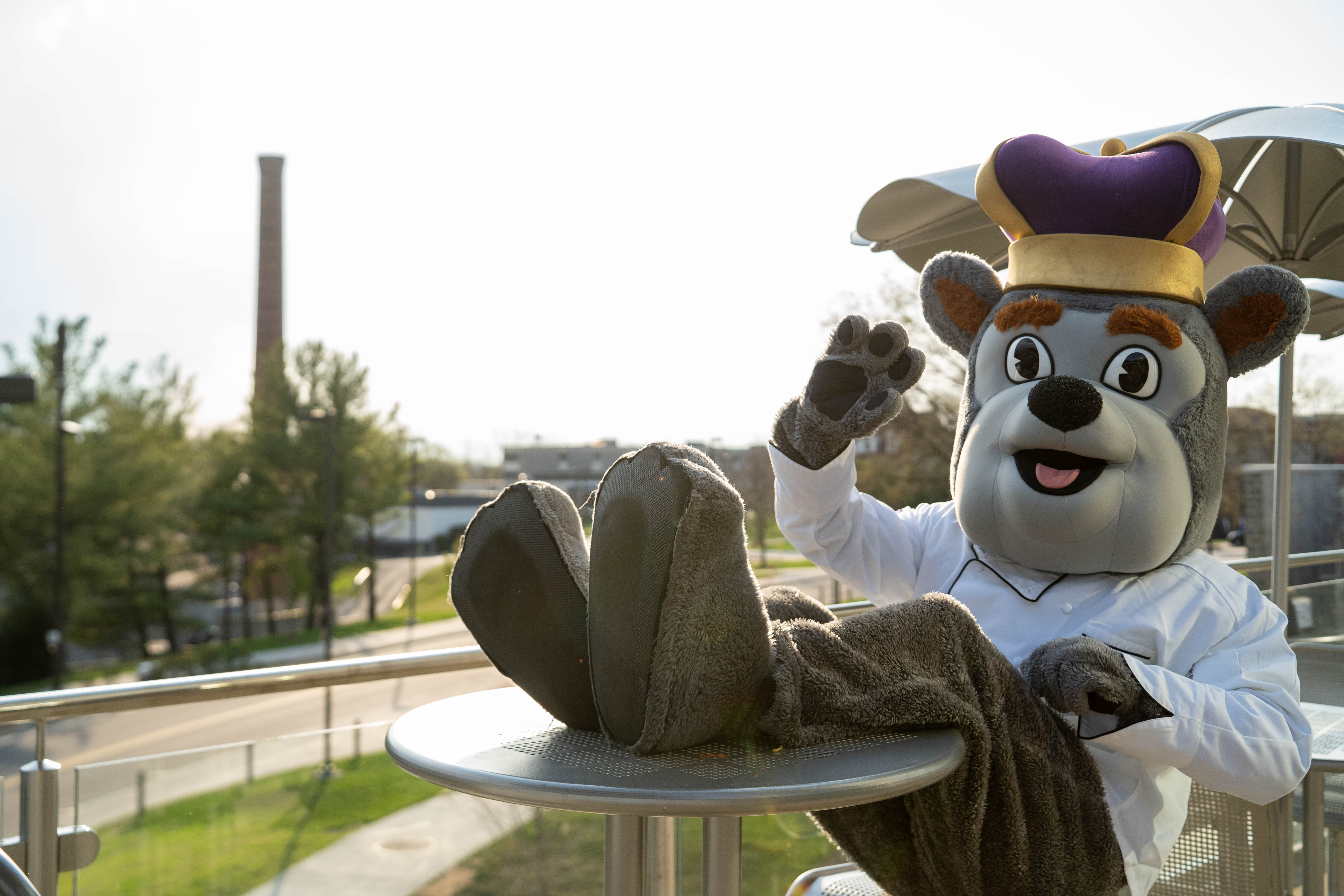 Duke Dog dressed as a chef