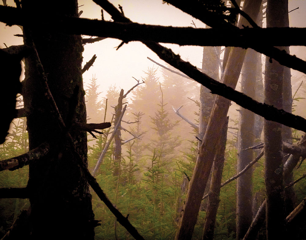 Exterior photo of a misty forest with downed trees in the foreground.